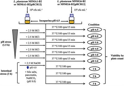 The Ability of Riboflavin-Overproducing Lactiplantibacillus plantarum Strains to Survive Under Gastrointestinal Conditions